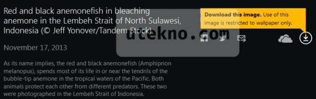 bing-wallpaper-red-black-anemone-download