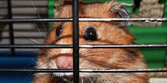 https://pixabay.com/en/hamster-cage-cheeks-captivity-113069/
